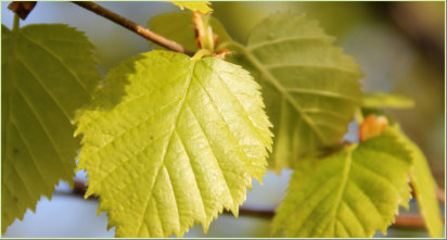 Birch leaves