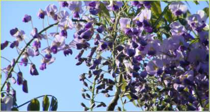 Wisteria and blue sky