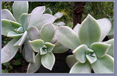 Echeveria - a succulent plant