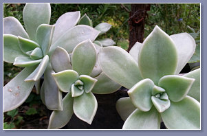 Echeveria - a succulent plant
