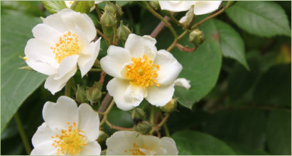 Climbing white rose