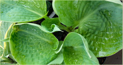 Hosta leaves