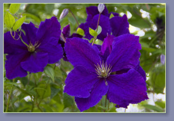 Purple clematis