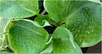 Hosta leaves