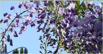 Wisteria and blue sky