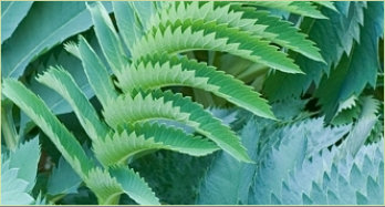 Melianthus