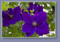 Clematis flower