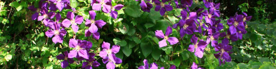 Clematis flowers